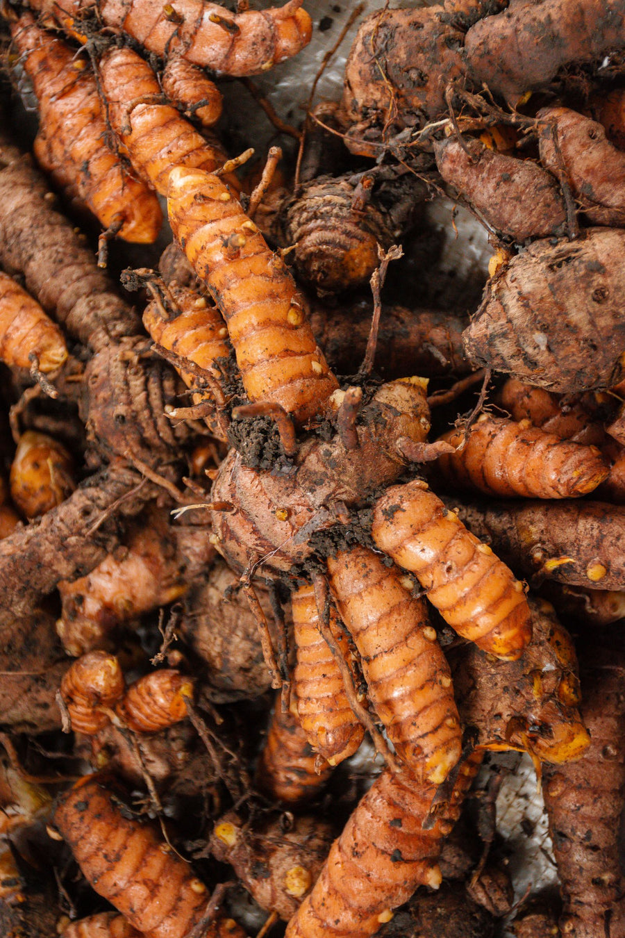 Curcuma sauvage : le curcuma qui ne colore pas la peau